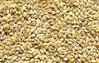 Pearl Barley - NZ Grown