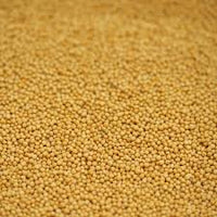 Mustard Seeds - Yellow